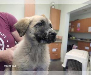 Great Pyrenees-Unknown Mix Dogs for adoption in Santa Cruz, CA, USA