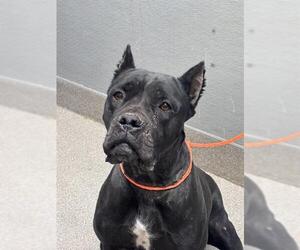 Mutt Dogs for adoption in Las Vegas, NV, USA