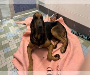 Bloodhound Dogs for adoption in Fort Collins, CO, USA