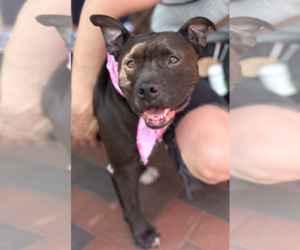 American Bulldog-Unknown Mix Dogs for adoption in Decatur, GA, USA