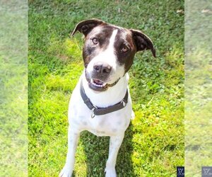 Labrador Retriever-Unknown Mix Dogs for adoption in Lockport, NY, USA