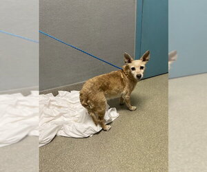 Chihuahua-Unknown Mix Dogs for adoption in Las Vegas, NV, USA