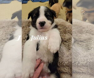 Shepradors Dogs for adoption in Princeton, MN, USA