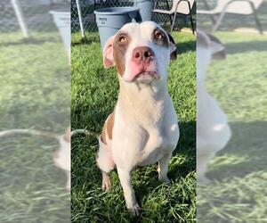 Labrador Retriever-Unknown Mix Dogs for adoption in Rosenberg, TX, USA