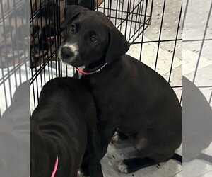 Labrador Retriever-Unknown Mix Dogs for adoption in Palatine/Kildeer/Buffalo grove, IL, USA