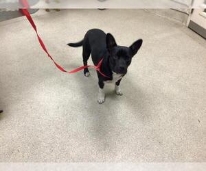 American Pit Bull Terrier-Unknown Mix Dogs for adoption in Riverside, CA, USA