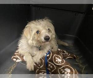 Maltese-Unknown Mix Dogs for adoption in Santa Cruz, CA, USA