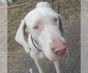 Medium Photo #1 Great Dane Puppy For Sale in BULLARD, TX, USA