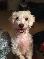 Maltipoo Dogs for adoption in Bellbrook, OH, USA