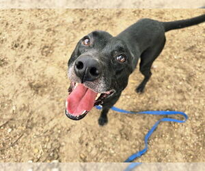 Labrador Retriever-Unknown Mix Dogs for adoption in Ocala, FL, USA