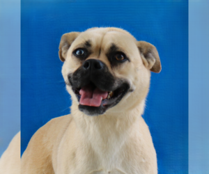 Pug-Unknown Mix Dogs for adoption in Pasadena, CA, USA