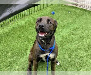 Labrador Retriever Dogs for adoption in Orange, CA, USA