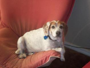 Medium Photo #1 Beagle Puppy For Sale in Overland Park, KS, USA