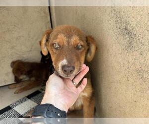 Mutt Dogs for adoption in Oklahoma City, OK, USA