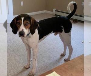 Coonhound Dogs for adoption in Boston, MA, USA