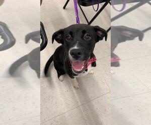 Labrador Retriever Dogs for adoption in Greenwood, LA, USA