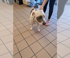 American Pit Bull Terrier Dogs for adoption in Ocala, FL, USA