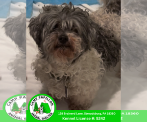 Shih Tzu-Unknown Mix Dogs for adoption in Stroudsburg, PA, USA