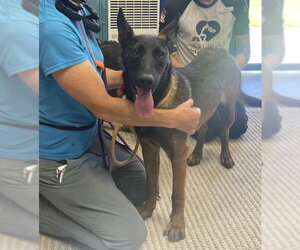 German Shepherd Dog-Unknown Mix Dogs for adoption in Camarillo, CA, USA