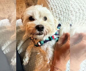 Maltese Dogs for adoption in Bellevue, WA, USA