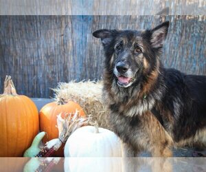 German Shepherd Dog-Unknown Mix Dogs for adoption in San Francisco, CA, USA
