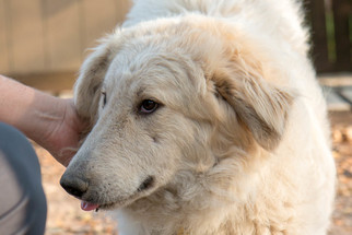 Collie-Great Pyrenees Mix Dogs for adoption in Spring, TX, USA