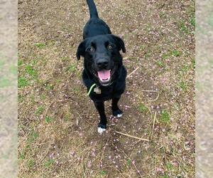 Labrador Retriever-Unknown Mix Dogs for adoption in Wylie, TX, USA