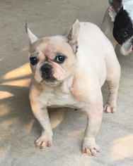 French Bulldog Dogs for adoption in Katy, TX, USA