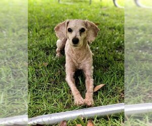 Maltipoo Dogs for adoption in Nashville, GA, USA
