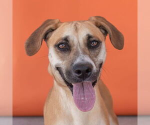 Labrador Retriever Dogs for adoption in Pasadena, CA, USA