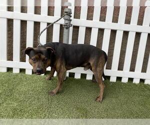 Mutt Dogs for adoption in Modesto, CA, USA