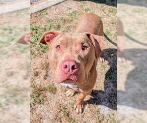 American Staffordshire Terrier-Unknown Mix Dogs for adoption in Akron, OH, USA