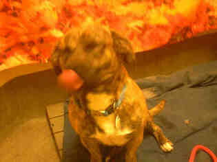 Medium Photo #1 Dachshund-Unknown Mix Puppy For Sale in Forestville, MD, USA