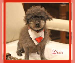 Poodle (Miniature)-Unknown Mix Dogs for adoption in Cranston, RI, USA