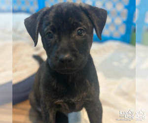 Labrador Retriever-Unknown Mix Dogs for adoption in Washington, DC, USA