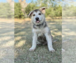 German Shepherd Dog-Unknown Mix Dogs for adoption in PIPE CREEK, TX, USA