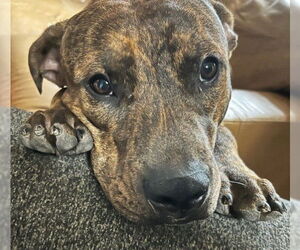 American Pit Bull Terrier-Unknown Mix Dogs for adoption in Germanton, TN, USA