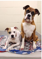 Boxer Dogs for adoption in Lake Ann, MI, USA