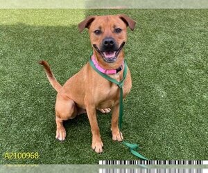Mutt Dogs for adoption in West Palm Beach, FL, USA