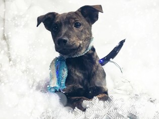 Mutt Dogs for adoption in Chicago, IL, USA