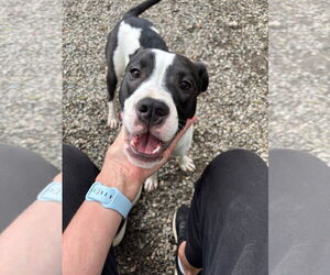 Mutt Dogs for adoption in Elmsford, NY, USA