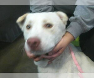 Labrador Retriever Dogs for adoption in Pampa, TX, USA
