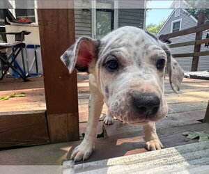American Pit Bull Terrier-American Staffordshire Terrier Mix Dogs for adoption in Chester, VA, USA
