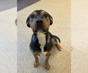 American Pit Bull Terrier-Plott Hound Mix Dogs for adoption in Palmer, AK, USA
