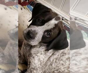 Pointer-Unknown Mix Dogs for adoption in Johnson City, TN, USA