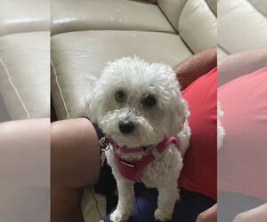 Poodle (Miniature)-Unknown Mix Dogs for adoption in Mundelein, IL, USA