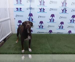 Sheprador Dogs for adoption in Orlando, FL, USA