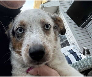 Mutt Dogs for adoption in Mechanicsburg, PA, USA