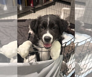 Labrador Retriever-Unknown Mix Dogs for adoption in The Woodlands, TX, USA