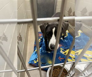 American Pit Bull Terrier-Unknown Mix Dogs for adoption in Decatur, IL, USA
